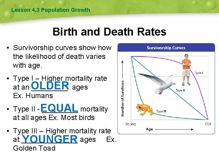 Lesson 4. 3 Population Growth Birth and Death Rates • Survivorship curves show the