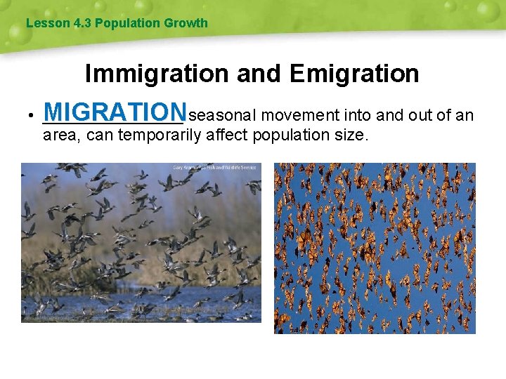 Lesson 4. 3 Population Growth Immigration and Emigration • MIGRATION ________ seasonal movement into