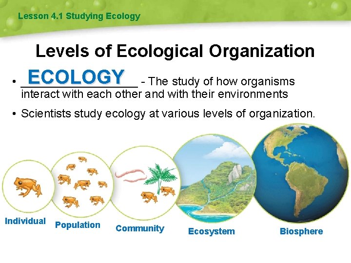 Lesson 4. 1 Studying Ecology Levels of Ecological Organization ECOLOGY • _________ - The