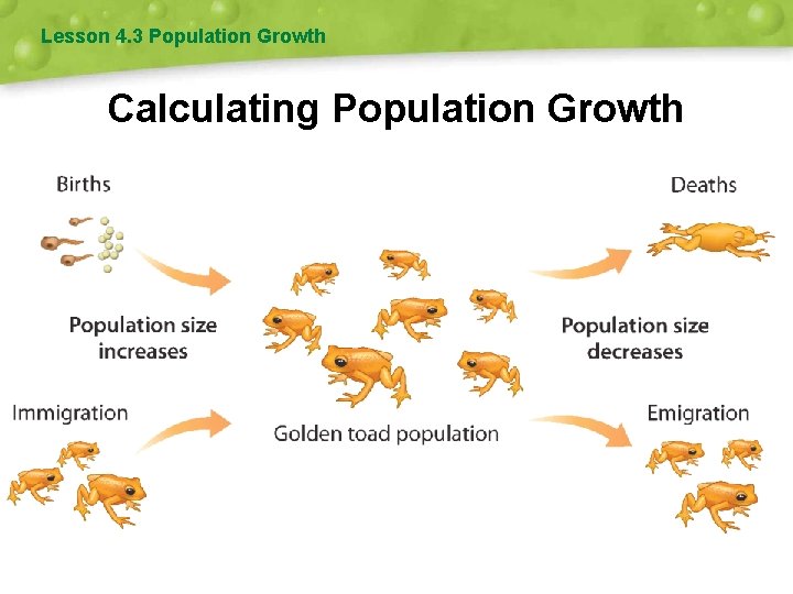 Lesson 4. 3 Population Growth Calculating Population Growth 