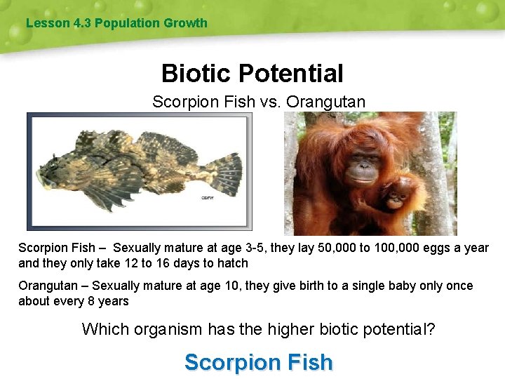 Lesson 4. 3 Population Growth Biotic Potential Scorpion Fish vs. Orangutan Scorpion Fish –