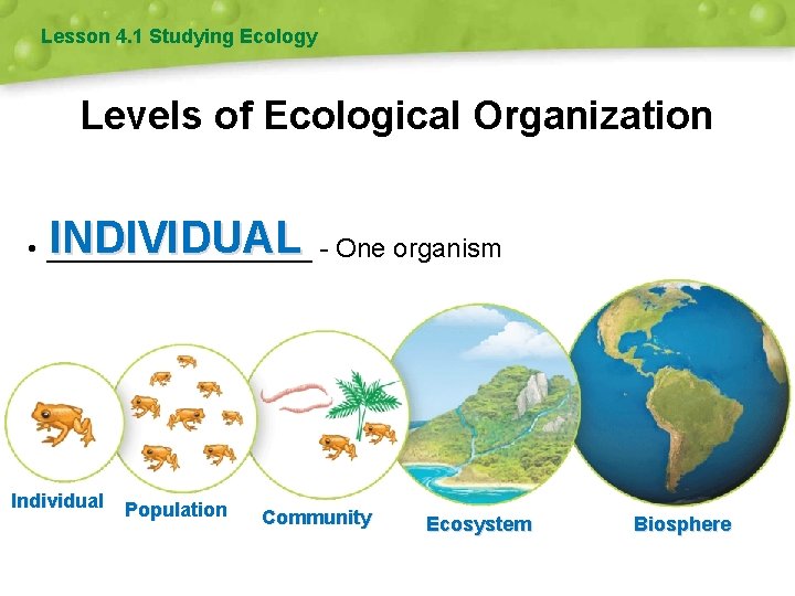 Lesson 4. 1 Studying Ecology Levels of Ecological Organization INDIVIDUAL • _________ - One