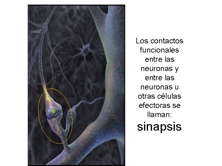 Los contactos funcionales entre las neuronas y entre las neuronas u otras células efectoras