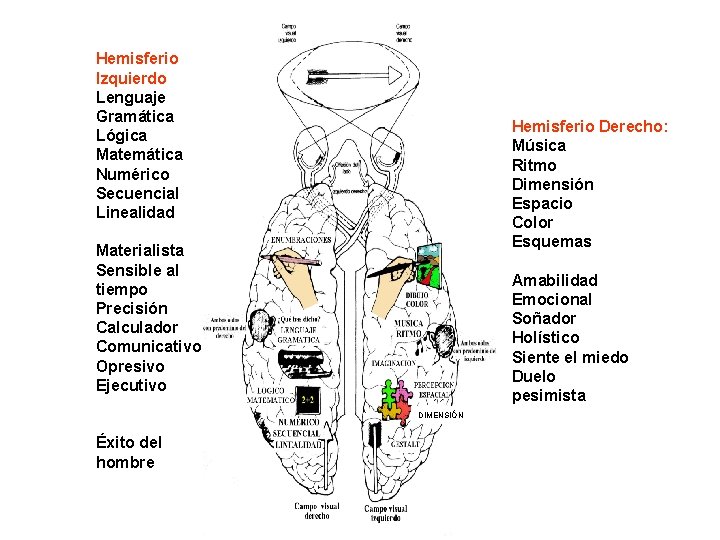 Hemisferio Izquierdo Lenguaje Gramática Lógica Matemática Numérico Secuencial Linealidad Hemisferio Derecho: Música Ritmo Dimensión