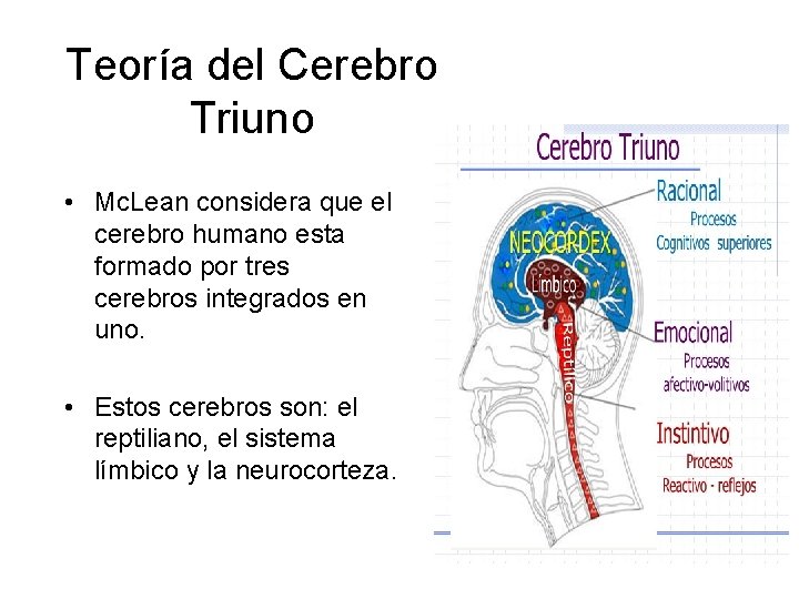 Teoría del Cerebro Triuno • Mc. Lean considera que el cerebro humano esta formado