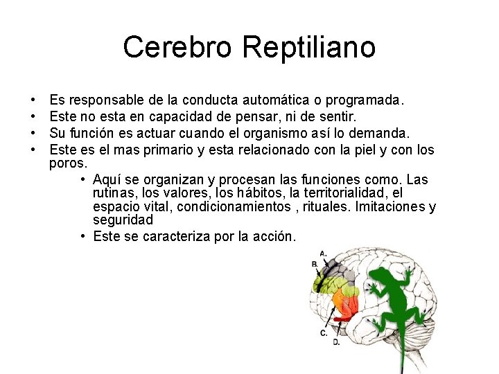 Cerebro Reptiliano • • Es responsable de la conducta automática o programada. Este no