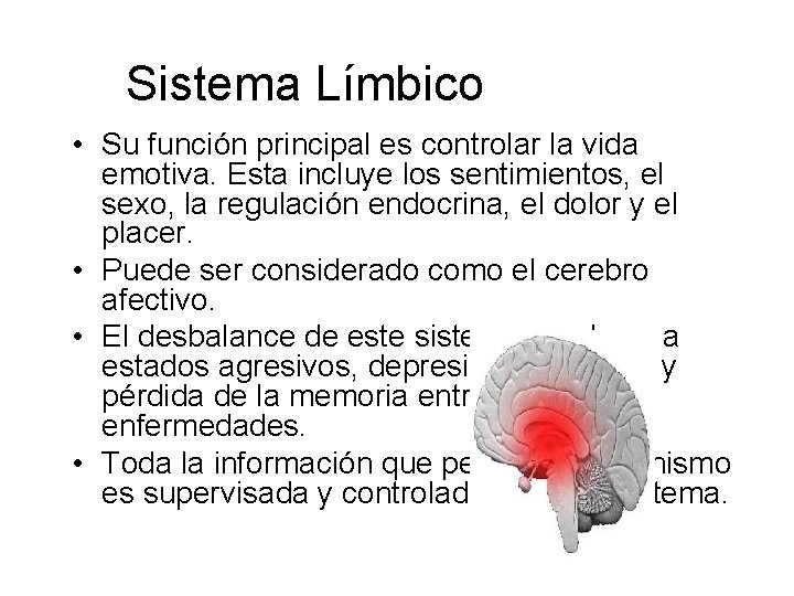 Sistema Límbico • Su función principal es controlar la vida emotiva. Esta incluye los