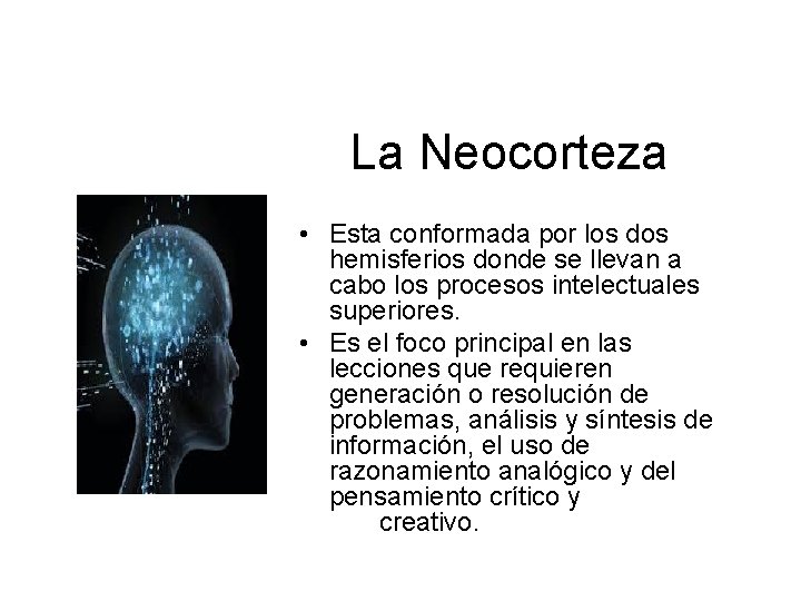 La Neocorteza • Esta conformada por los dos hemisferios donde se llevan a cabo