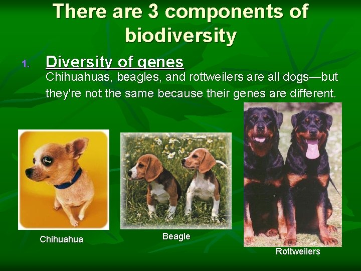 There are 3 components of biodiversity 1. Diversity of genes Chihuahuas, beagles, and rottweilers