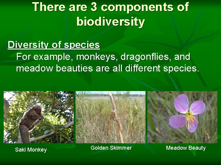 There are 3 components of biodiversity Diversity of species For example, monkeys, dragonflies, and