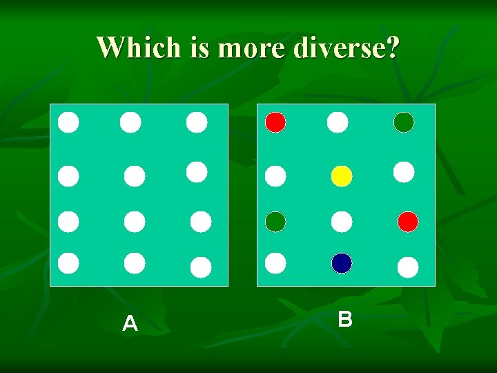 Which is more diverse? A B 