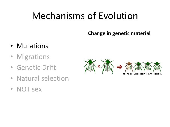 Mechanisms of Evolution Change in genetic material • • • Mutations Migrations Genetic Drift