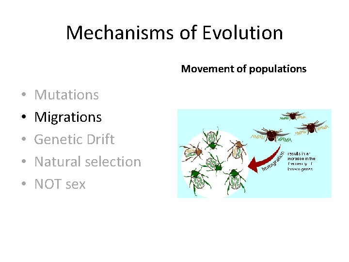 Mechanisms of Evolution Movement of populations • • • Mutations Migrations Genetic Drift Natural