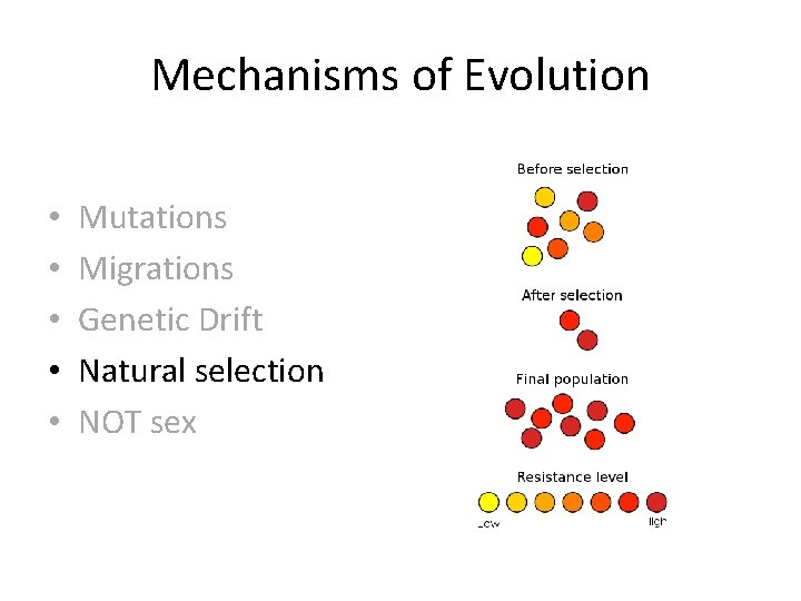 Mechanisms of Evolution • • • Mutations Migrations Genetic Drift Natural selection NOT sex