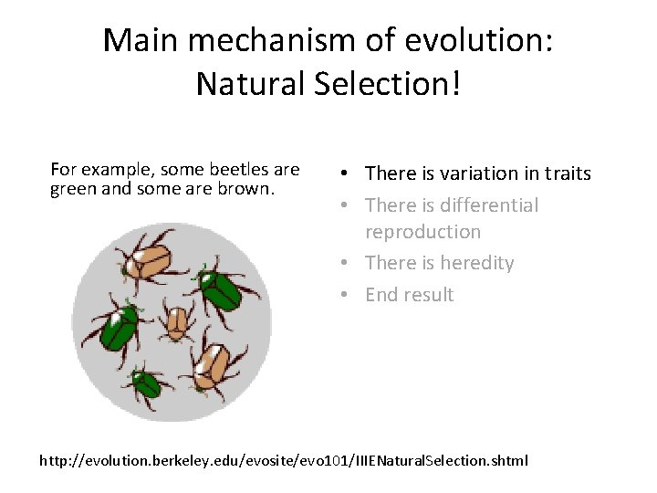 Main mechanism of evolution: Natural Selection! For example, some beetles are green and some