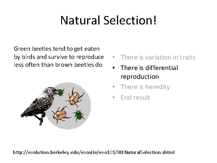 Natural Selection! Green beetles tend to get eaten by birds and survive to reproduce