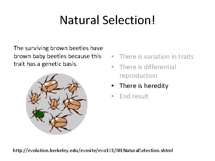 Natural Selection! The surviving brown beetles have brown baby beetles because this trait has