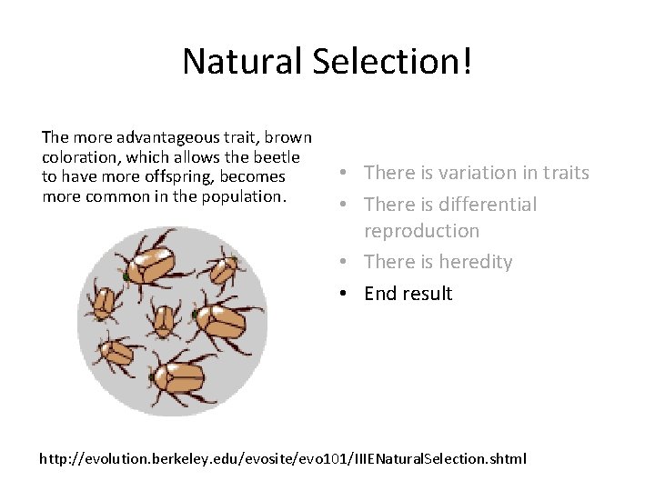 Natural Selection! The more advantageous trait, brown coloration, which allows the beetle to have