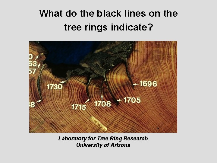What do the black lines on the tree rings indicate? Laboratory for Tree Ring