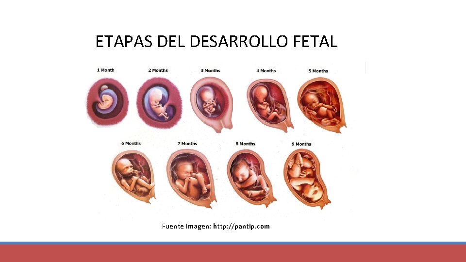 ETAPAS DEL DESARROLLO FETAL Fuente Imagen: http: //pantip. com 