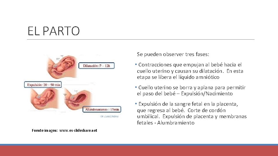 EL PARTO Se pueden observer tres fases: • Contracciones que empujan al bebé hacia