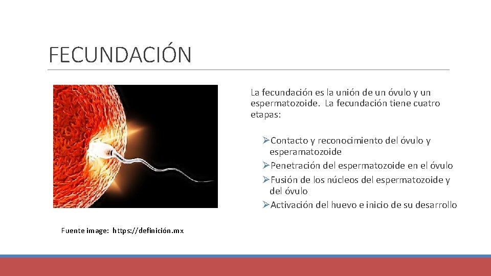 FECUNDACIÓN La fecundación es la unión de un óvulo y un espermatozoide. La fecundación