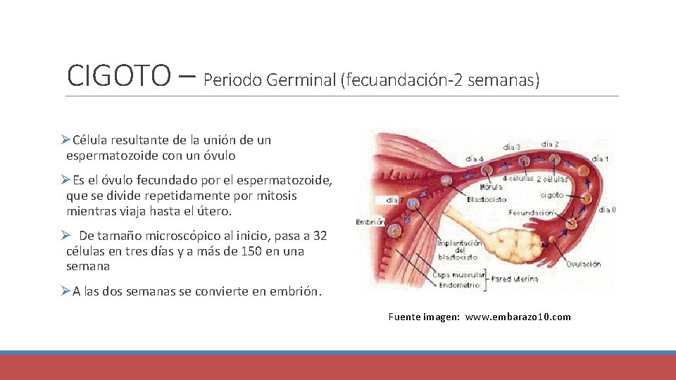 CIGOTO – Periodo Germinal (fecuandación-2 semanas) ØCélula resultante de la unión de un espermatozoide