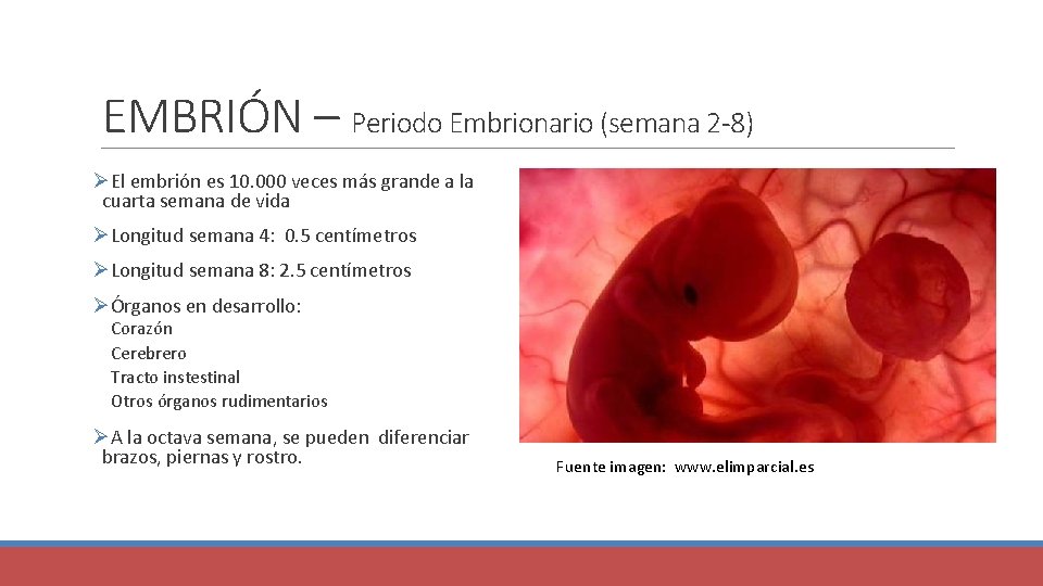EMBRIÓN – Periodo Embrionario (semana 2 -8) ØEl embrión es 10. 000 veces más