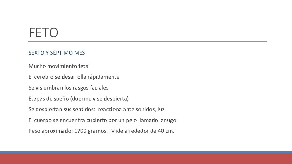 FETO SEXTO Y SÉPTIMO MES Mucho movimiento fetal El cerebro se desarrolla rápidamente Se