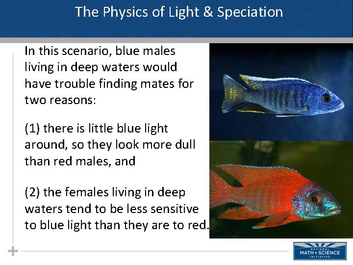 The Physics of Light & Speciation In this scenario, blue males living in deep The Physics of Light & Speciation In this scenario, blue males living in deep
