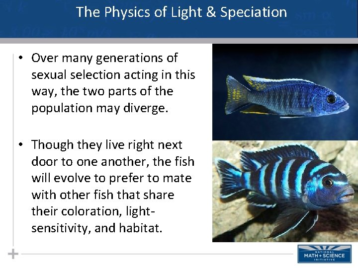 The Physics of Light & Speciation • Over many generations of sexual selection acting