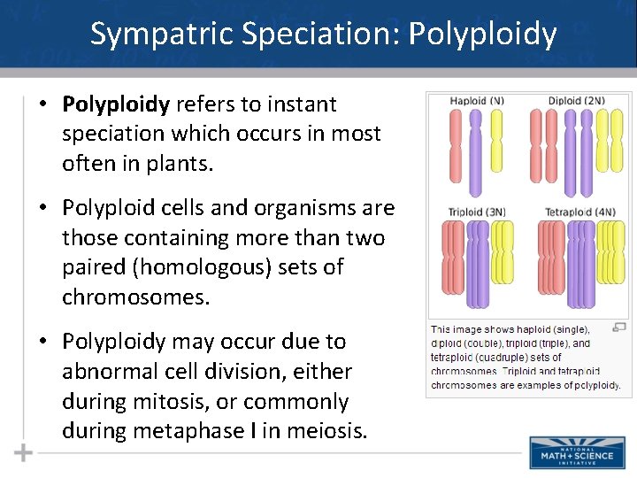 Sympatric Speciation: Polyploidy • Polyploidy refers to instant speciation which occurs in most often Sympatric Speciation: Polyploidy • Polyploidy refers to instant speciation which occurs in most often