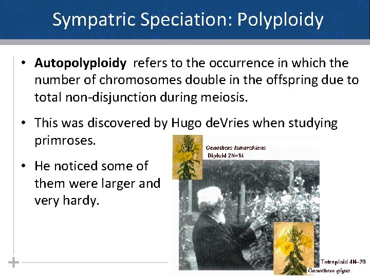 Sympatric Speciation: Polyploidy • Autopolyploidy refers to the occurrence in which the number of Sympatric Speciation: Polyploidy • Autopolyploidy refers to the occurrence in which the number of