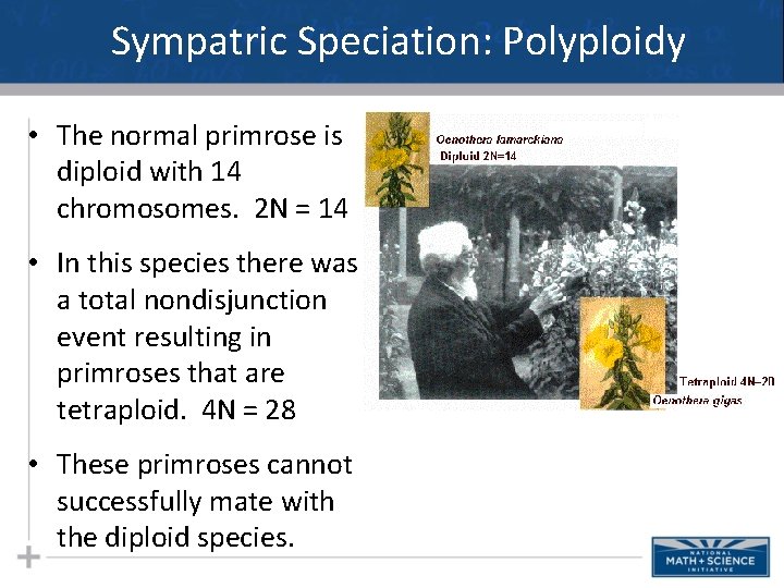 Sympatric Speciation: Polyploidy • The normal primrose is diploid with 14 chromosomes. 2 N Sympatric Speciation: Polyploidy • The normal primrose is diploid with 14 chromosomes. 2 N