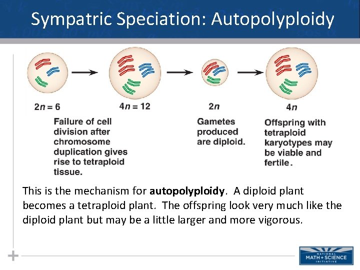 Sympatric Speciation: Autopolyploidy This is the mechanism for autopolyploidy. A diploid plant becomes a Sympatric Speciation: Autopolyploidy This is the mechanism for autopolyploidy. A diploid plant becomes a