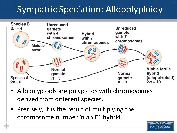 Sympatric Speciation: Allopolyploidy • Allopolyploids are polyploids with chromosomes derived from different species. •