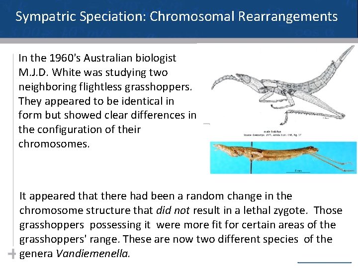 Sympatric Speciation: Chromosomal Rearrangements In the 1960's Australian biologist M. J. D. White was