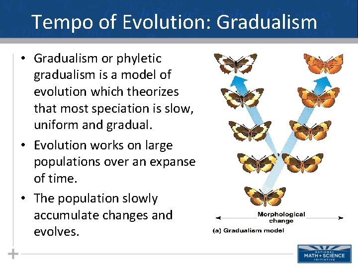 Tempo of Evolution: Gradualism • Gradualism or phyletic gradualism is a model of evolution