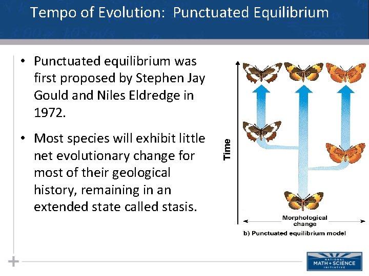 Tempo of Evolution: Punctuated Equilibrium • Most species will exhibit little net evolutionary change Tempo of Evolution: Punctuated Equilibrium • Most species will exhibit little net evolutionary change