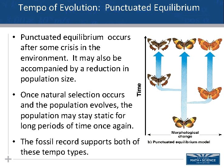  • Punctuated equilibrium occurs after some crisis in the environment. It may also