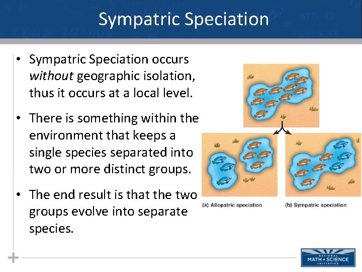 Sympatric Speciation • Sympatric Speciation occurs without geographic isolation, thus it occurs at a