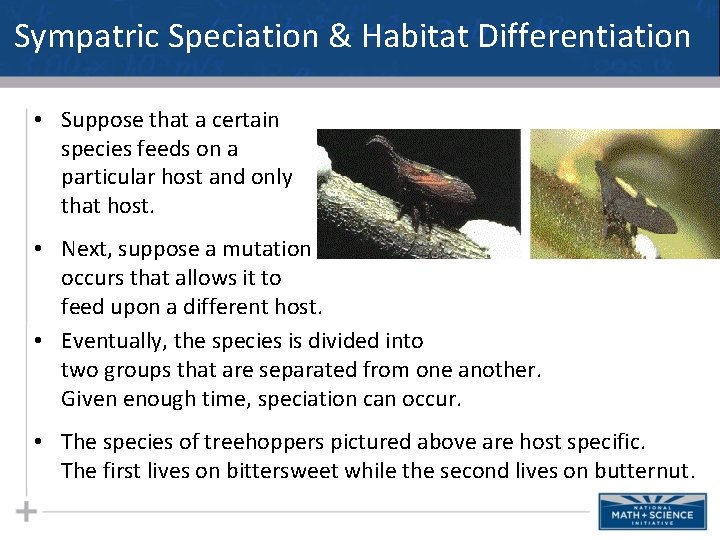 Sympatric Speciation & Habitat Differentiation • Suppose that a certain species feeds on a