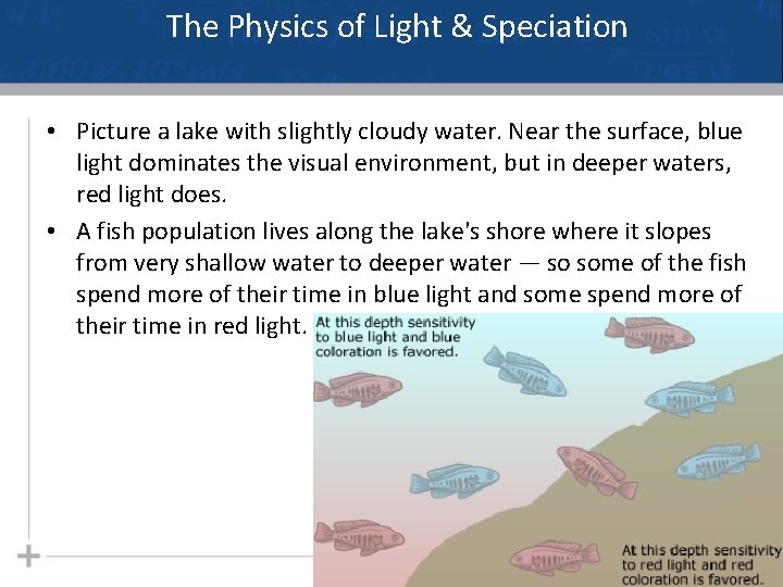 The Physics of Light & Speciation • Picture a lake with slightly cloudy water.