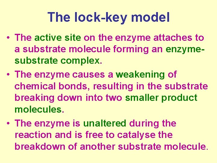 The lock-key model • The active site on the enzyme attaches to a substrate