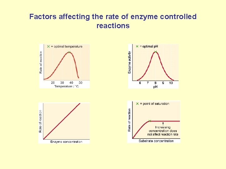 Factors affecting the rate of enzyme controlled reactions 