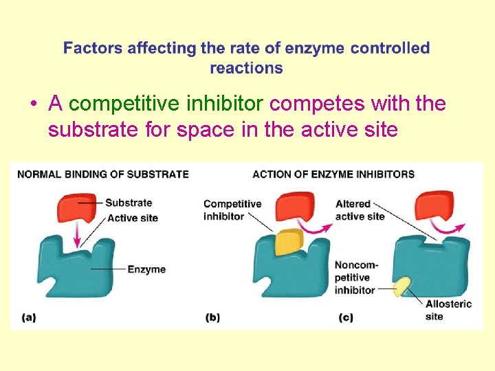  • A competitive inhibitor competes with the substrate for space in the active