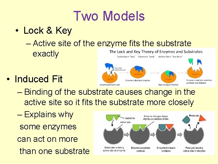 Two Models • Lock & Key – Active site of the enzyme fits the