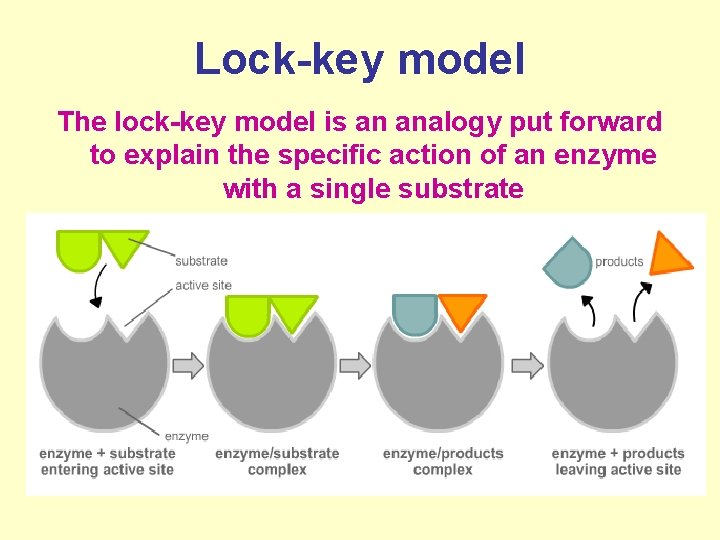 Lock-key model The lock-key model is an analogy put forward to explain the specific