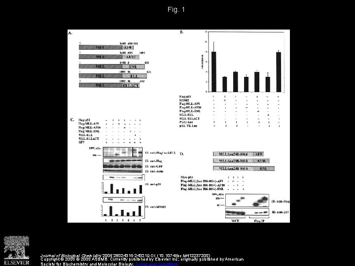 Fig. 1 Journal of Biological Chemistry 2005 28024315 -24321 DOI: (10. 1074/jbc. M 412237200)