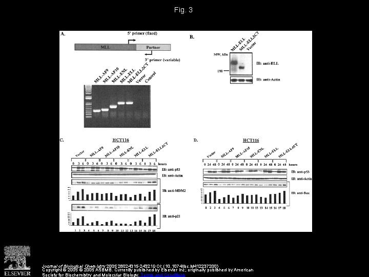 Fig. 3 Journal of Biological Chemistry 2005 28024315 -24321 DOI: (10. 1074/jbc. M 412237200)